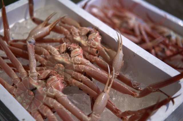 橋立港 ズワイガニ（加能ガニ）