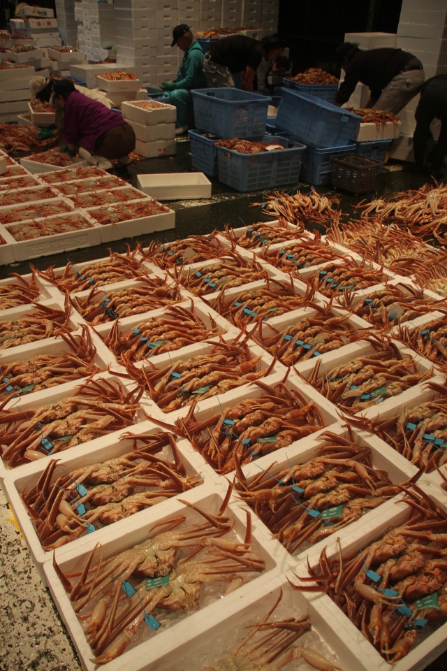 橋立港 ズワイガニ（加能ガニ）