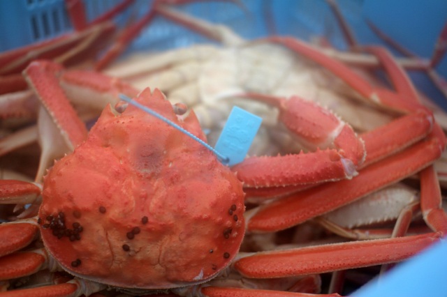 橋立港 ズワイガニ（加能ガニ）
