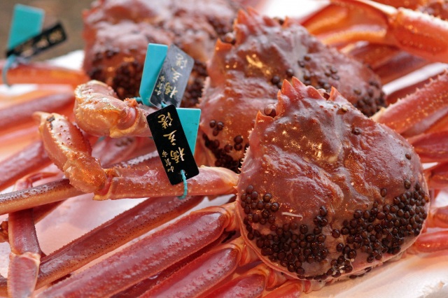 橋立港 ズワイガニ（加能ガニ）