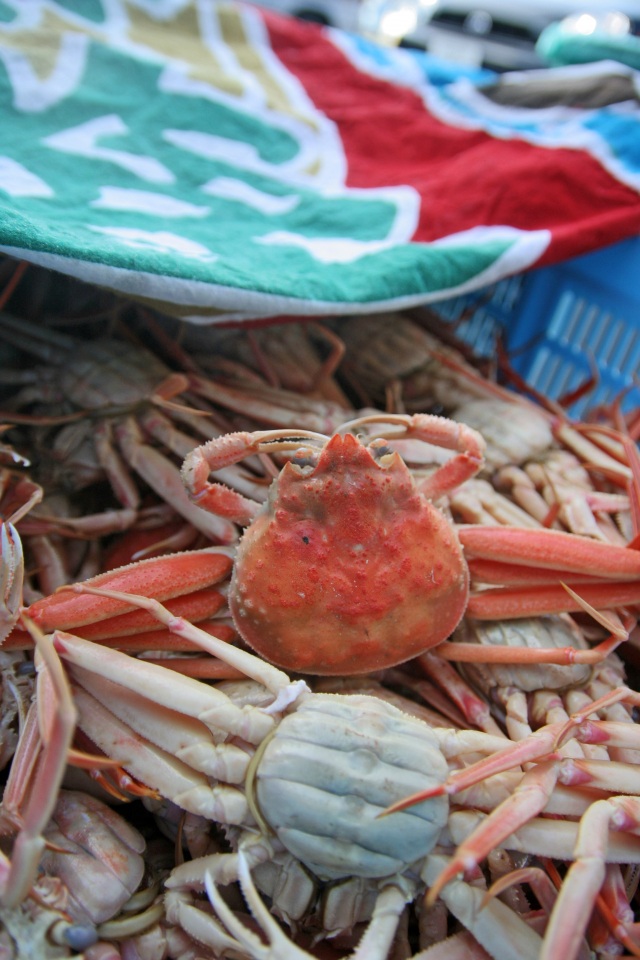 橋立港 香箱ガニ（雌）