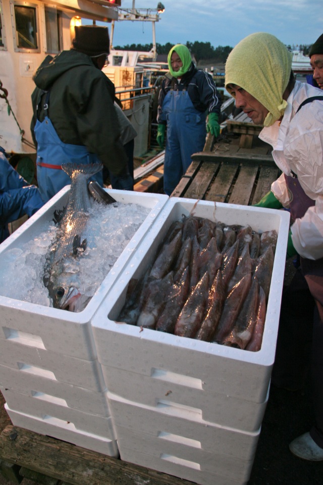 橋立漁港 セリ