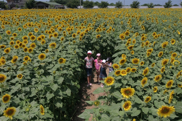 ひまわり迷路（土山ぶどう園）