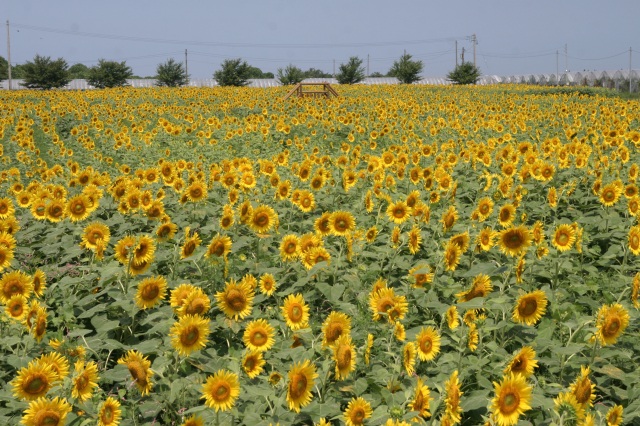 ひまわり迷路（土山ぶどう園）