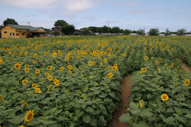 ひまわり迷路（土山ぶどう園）