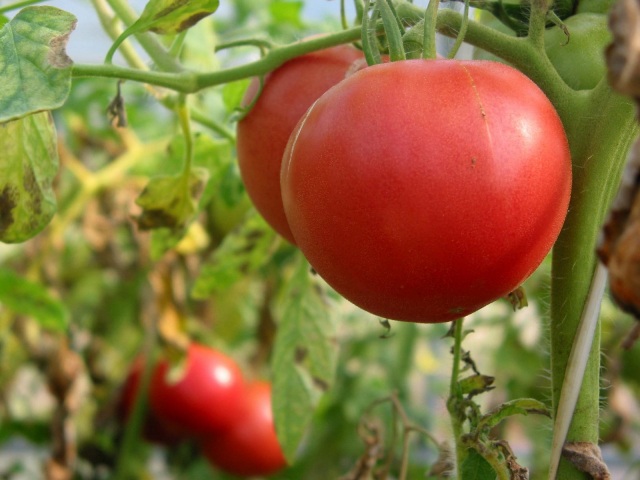 柴山のトマト