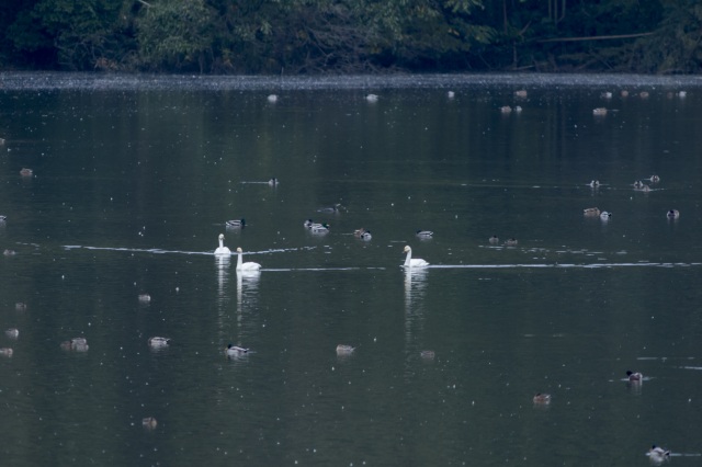 加賀市鴨池観察館