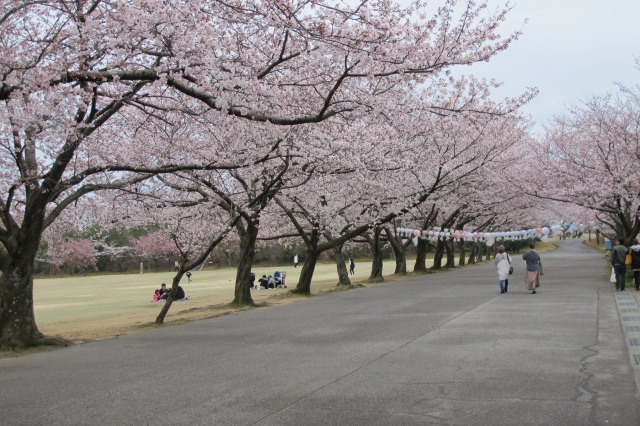加賀市中央公園　桜