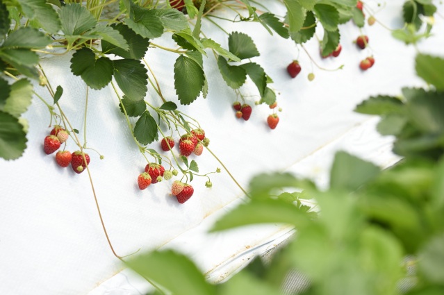 加賀フルーツランド　いちご狩り