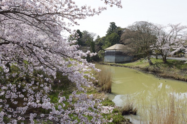 長流亭と桜