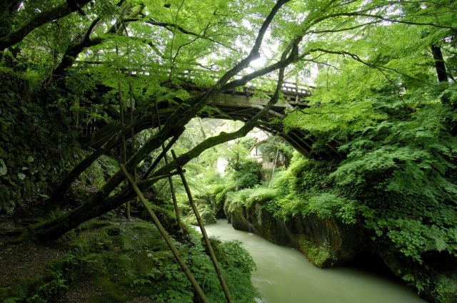 山中温泉 旧こおろぎ橋(三代目）新緑