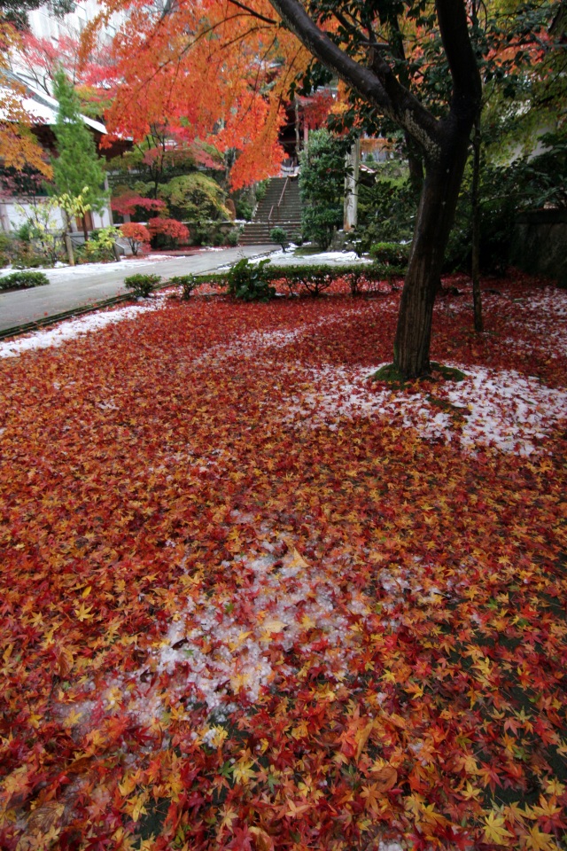 薬王院温泉寺 紅葉