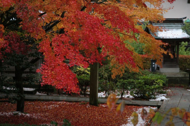 薬王院温泉寺 紅葉
