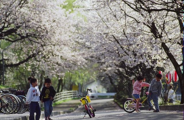 大堰宮公園 桜