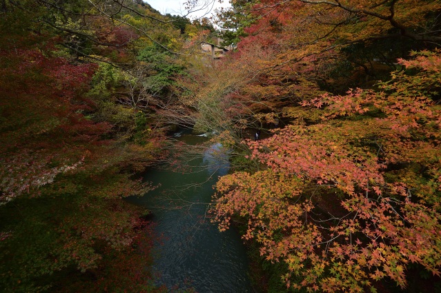 山中温泉 鶴仙渓 紅葉