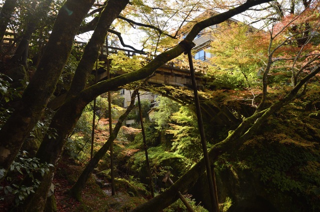 山中温泉 旧こおろぎ橋(三代目) 紅葉
