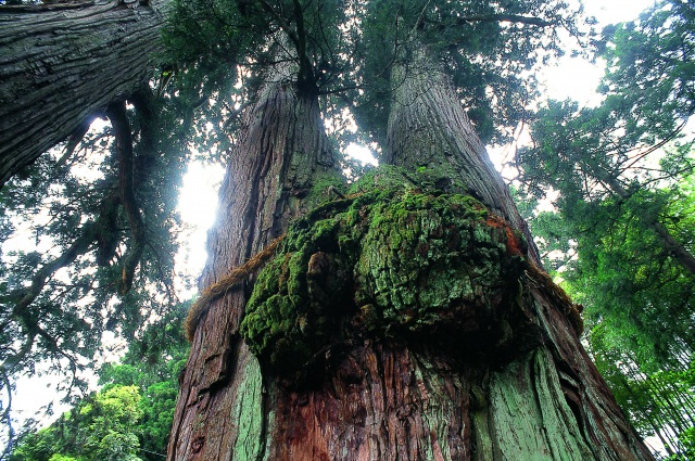 栢野の大杉