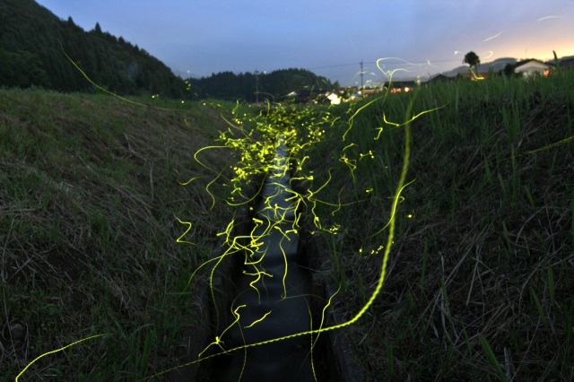 山中温泉　ホタル
