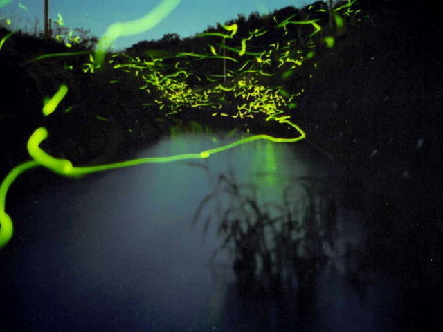 山中温泉　ホタル