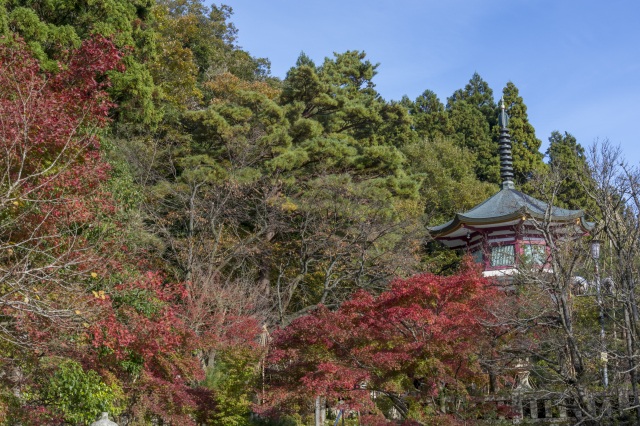 山中温泉 医王寺 紅葉