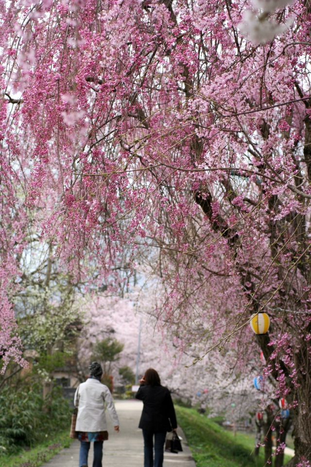 旧大聖寺川 桜
