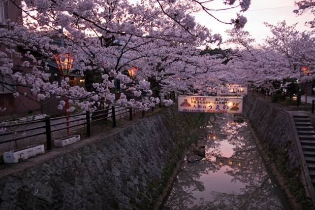 熊坂川 桜