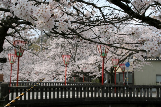 熊坂川 桜