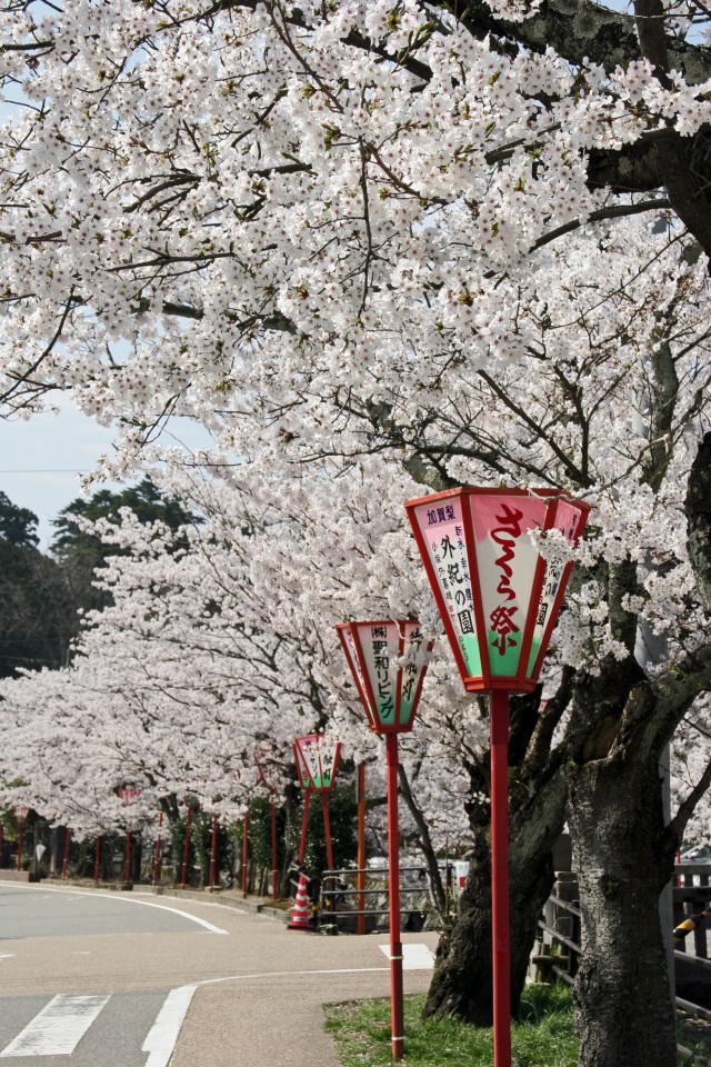熊坂川 桜