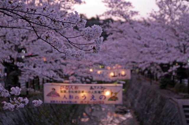 熊坂川 桜
