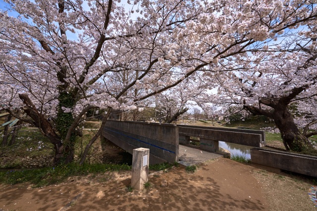 古九谷の杜公園 桜