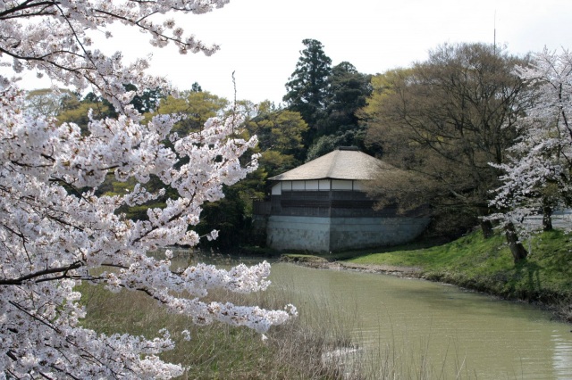 長流亭と桜