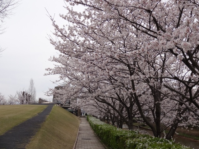 柴山潟 湖畔公園 桜