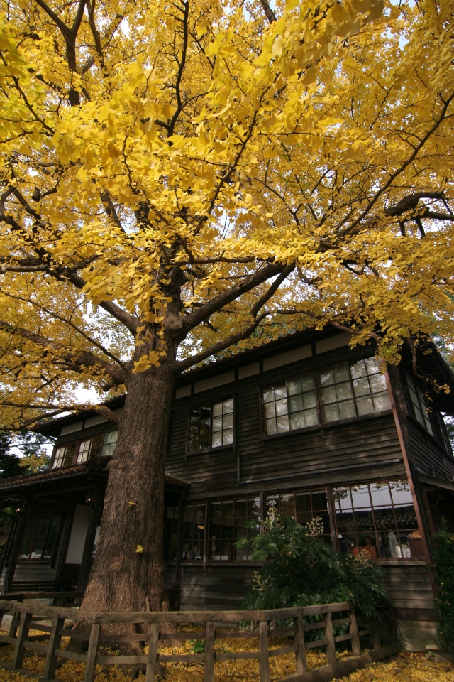 深田久弥 山の文化館 紅葉
