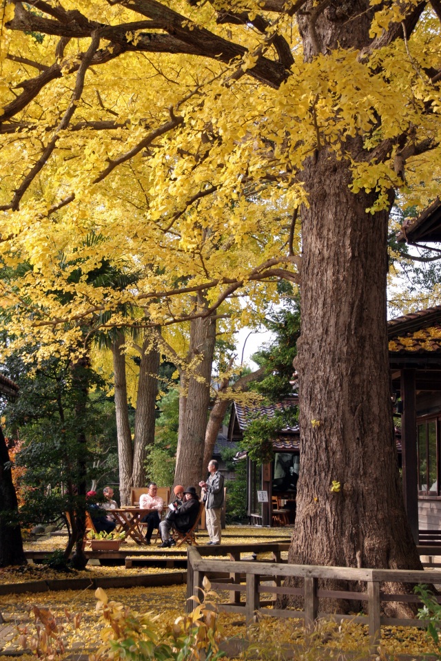 深田久弥 山の文化館 紅葉