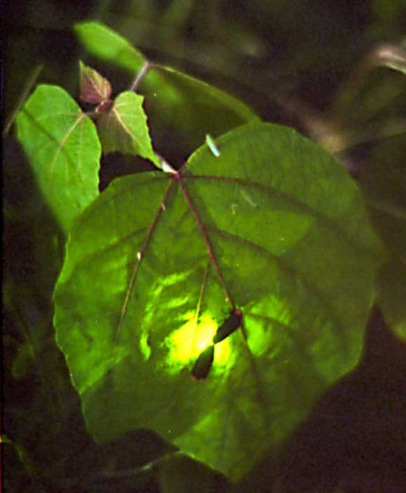 橋立地区のホタル