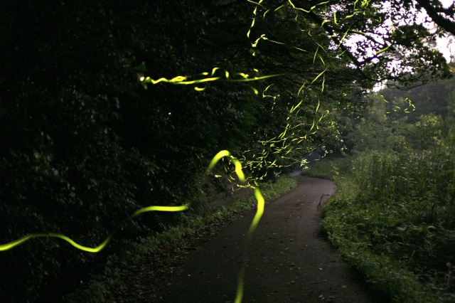 橋立地区のホタル