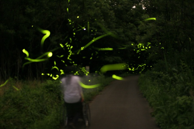 橋立地区のホタル