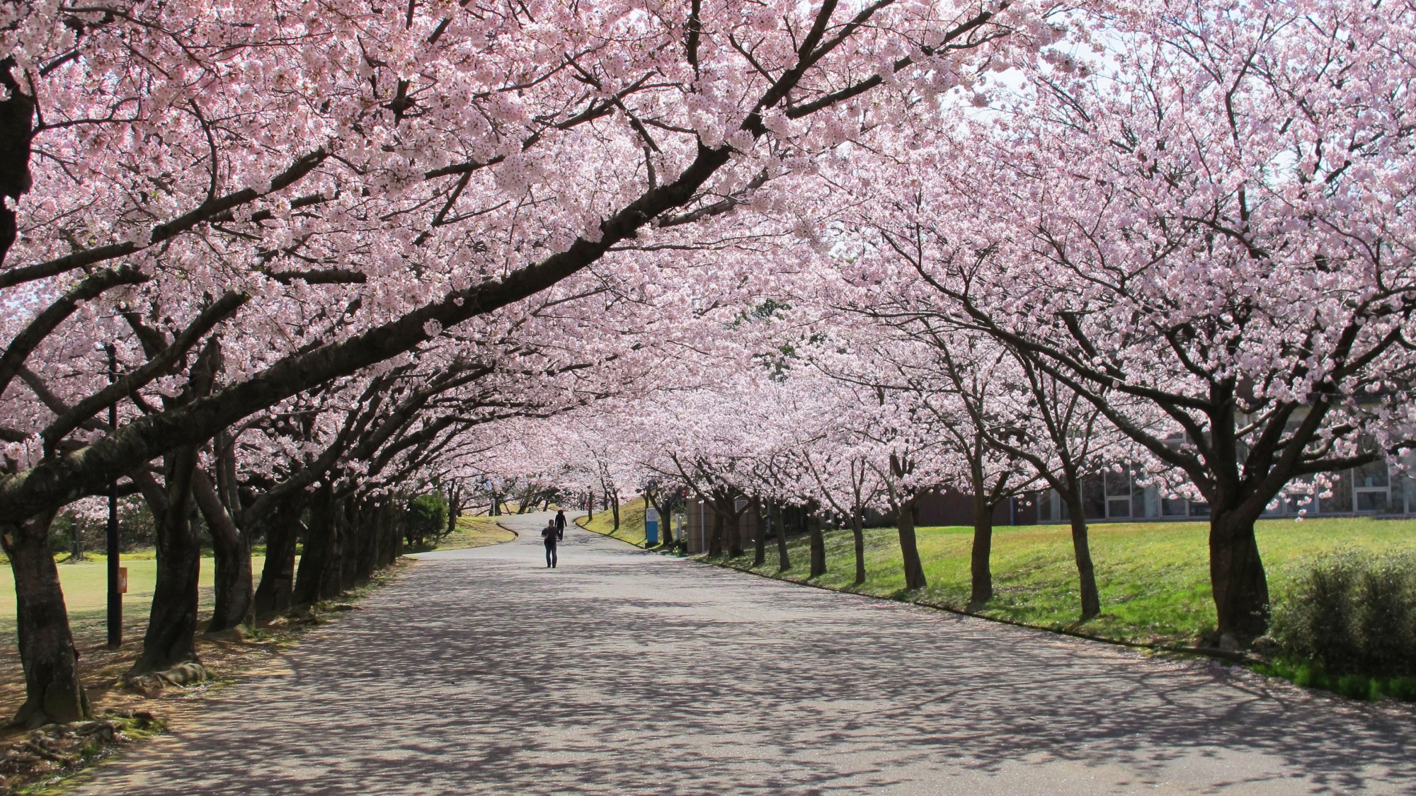 加賀温泉郷の桜の見どころ