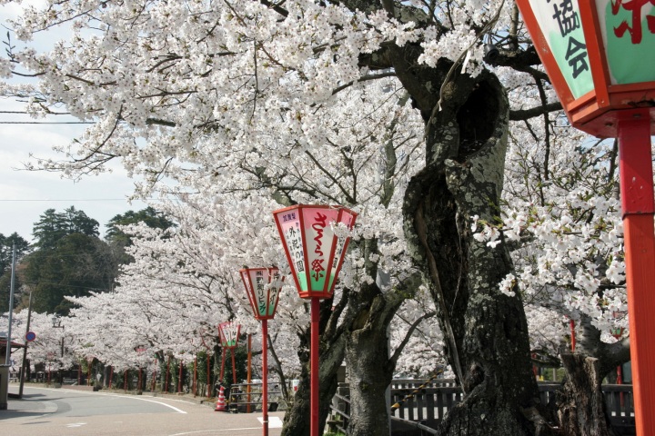 城下町 大聖寺の桜並木を散策