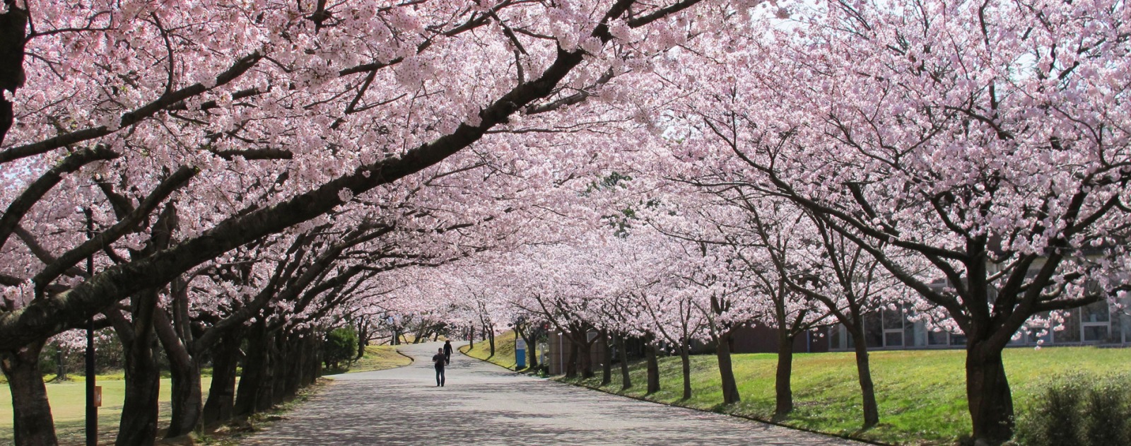 加賀温泉郷の桜特集