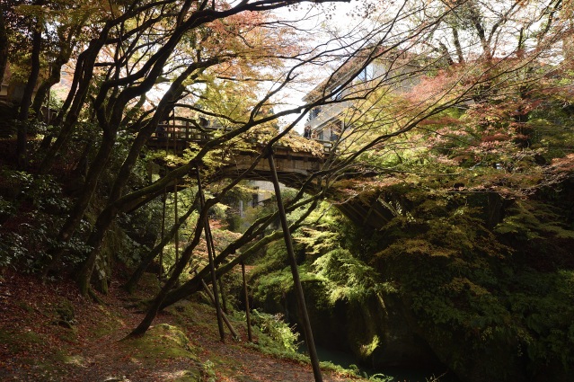 山中温泉 こ 旧こおろぎ橋(三代目) 紅葉