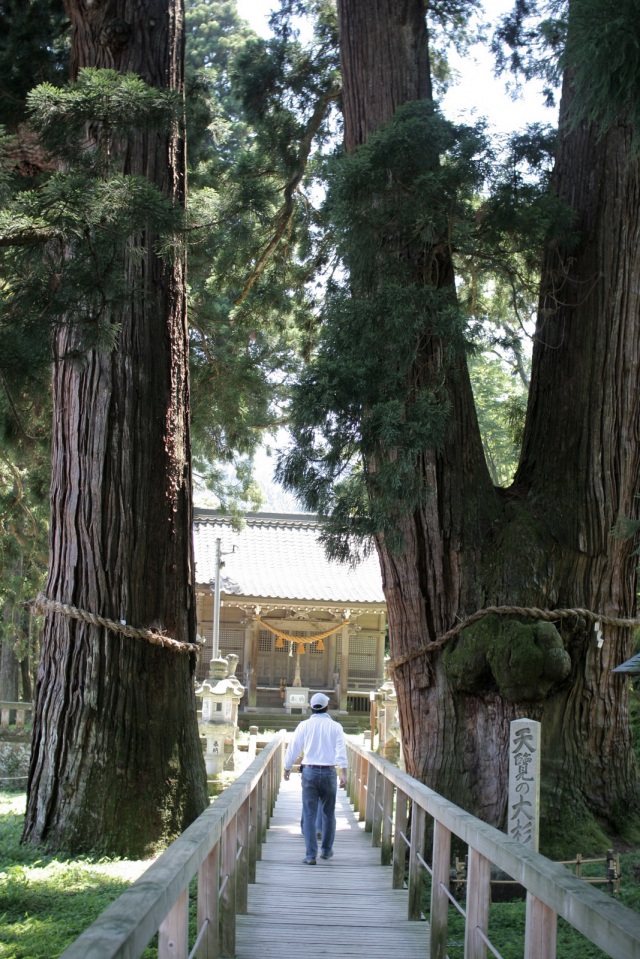 栢野の大杉