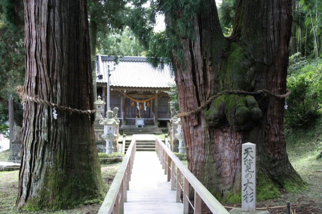 栢野の大杉