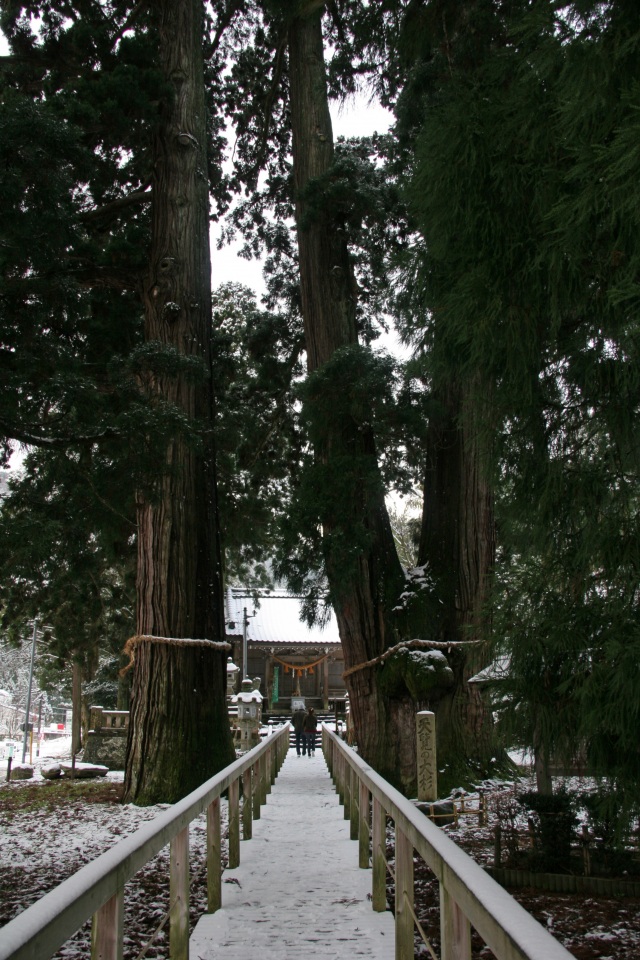 栢野の大杉　雪景色