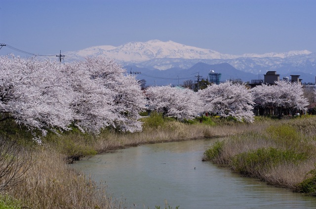 旧大聖寺川 桜