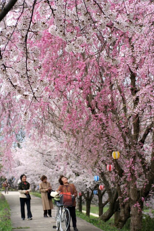 旧大聖寺川 桜