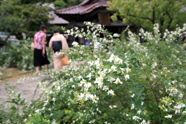 実性院 萩