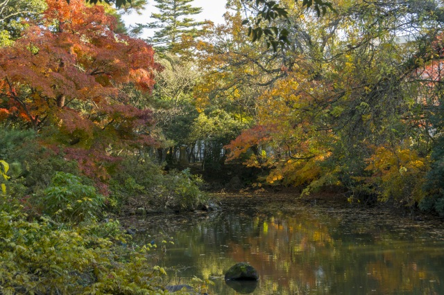 江沼神社 紅葉