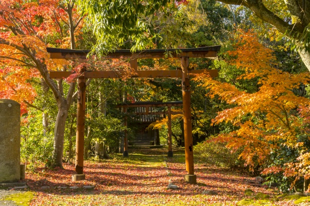 江沼神社 紅葉