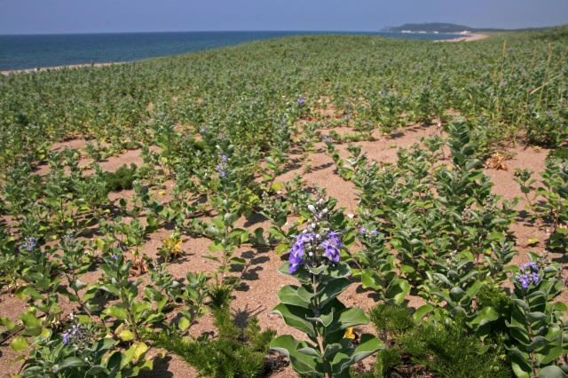 加賀海岸海浜植物群落